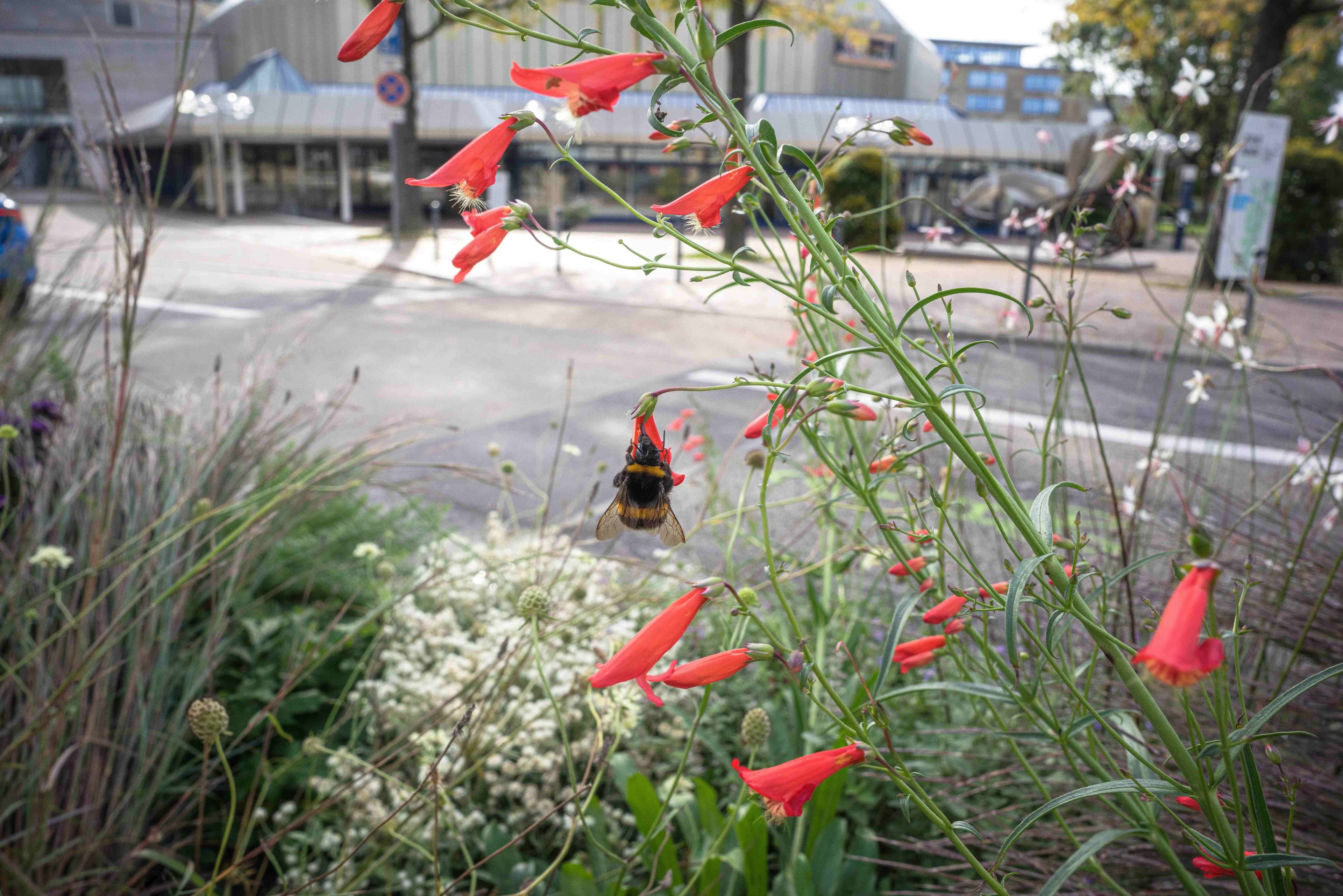Straßenbegrünung auf der Zerrenner Straße. Bitte bei Verwendung des Bildmaterials den Hinweis ©Stadt Pforzheim; Nadiia Melkumova verwenden.