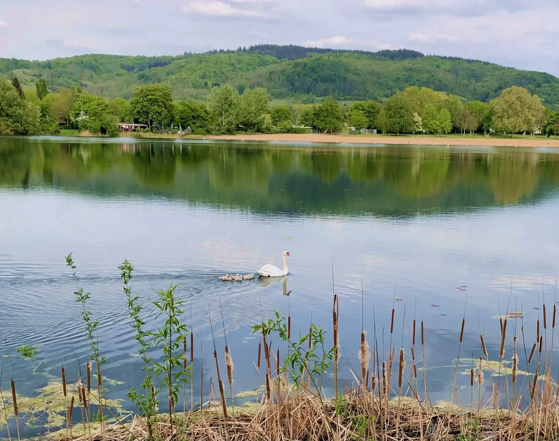 Der Wiesensee in Hemsbach lädt mit seinen grünen Flächen zum Verweilen ein.