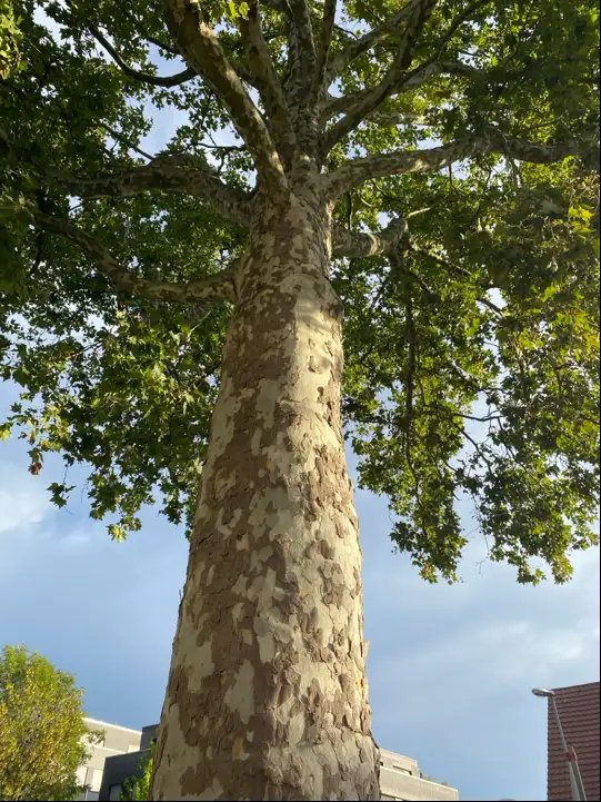 In dieser Zeit ist daher besondere Vorsicht beim Parken unter Platanen geboten.