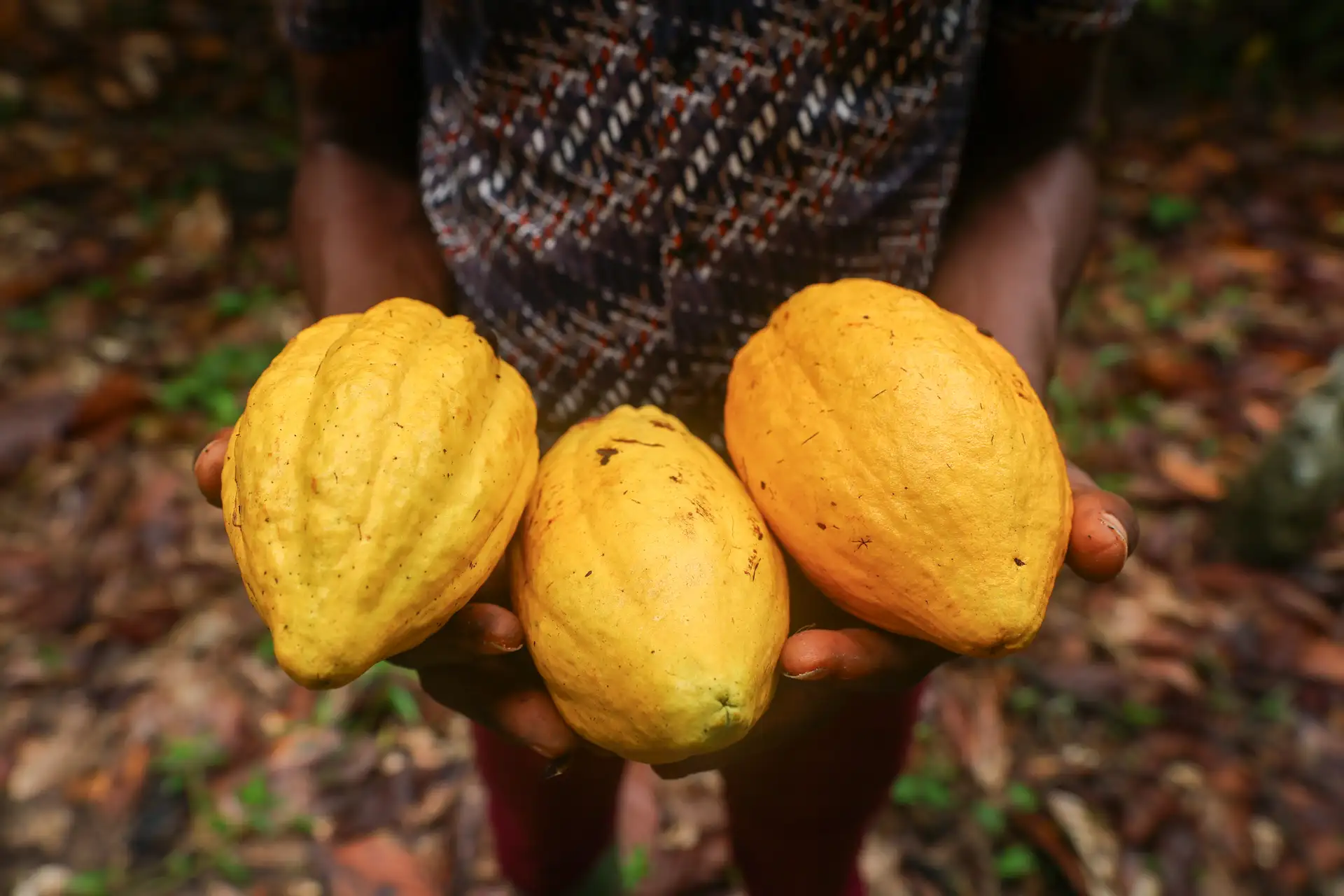 Ripe Cocoa pods in a cocoa farm in the Ahafo Region of Ghana on October 10, 2024