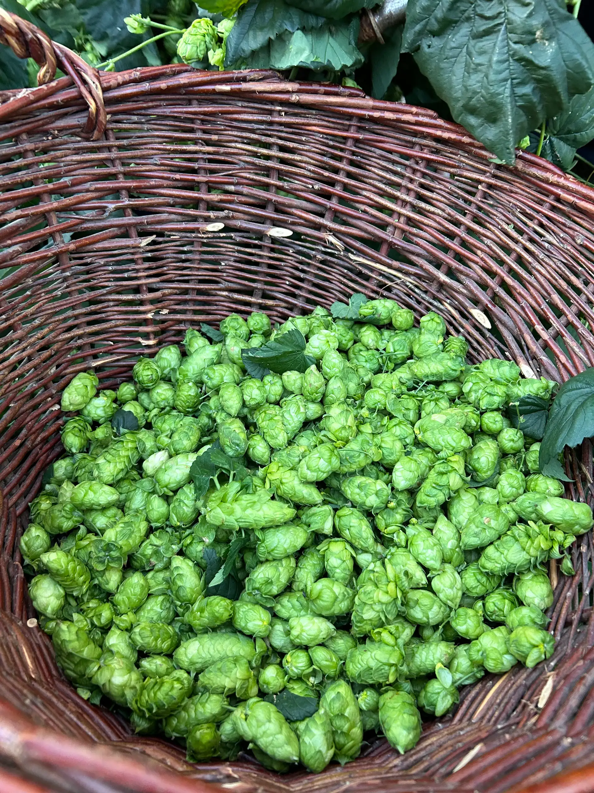 Aktion „Hopfenperle“ bei der Hopfenernte in Tettnang