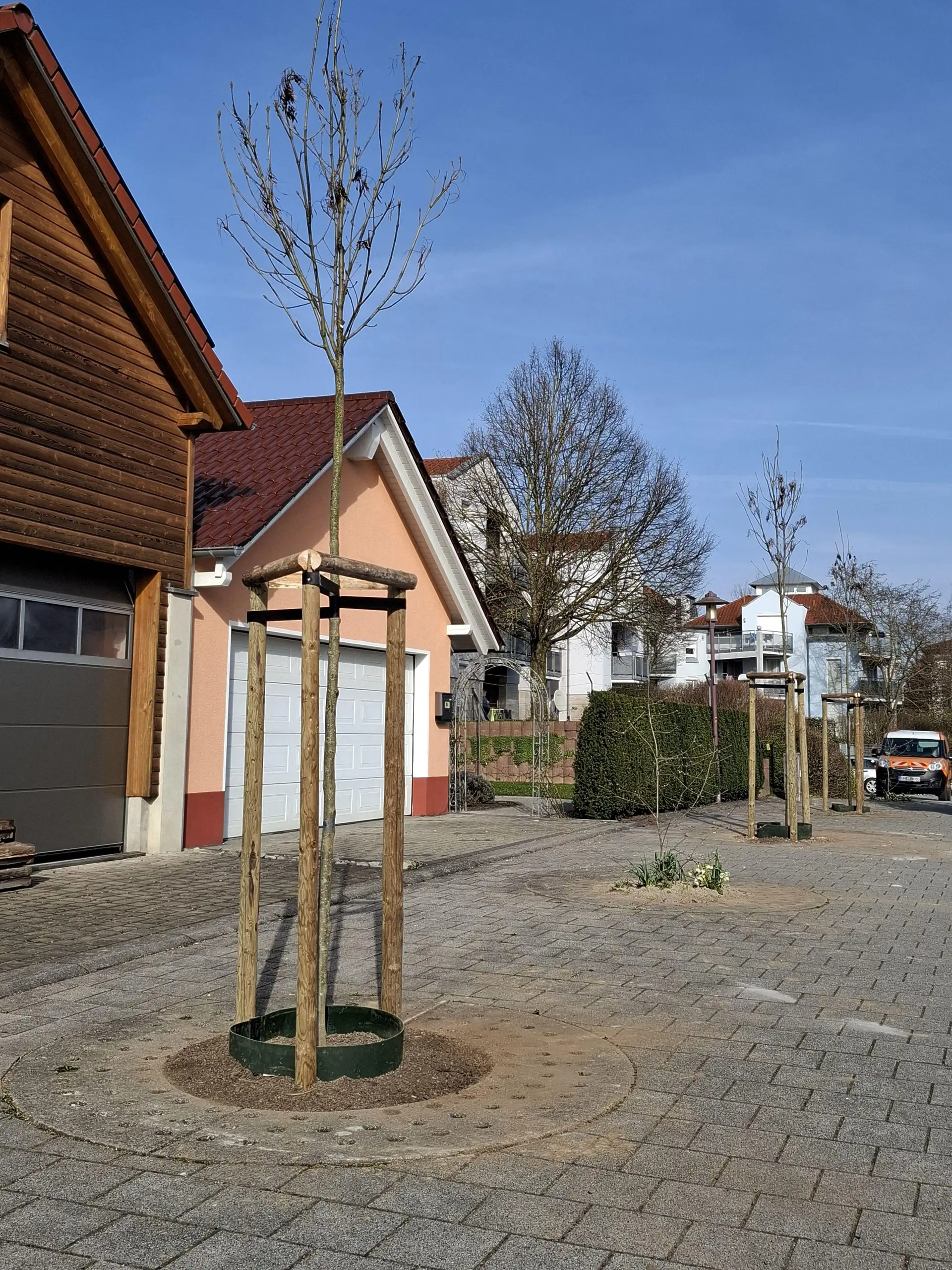 Der städtische Bauhof legt neuerdings Gießringe um den Stamm, um das Wasser direkt an den Wurzelballen zu leiten.