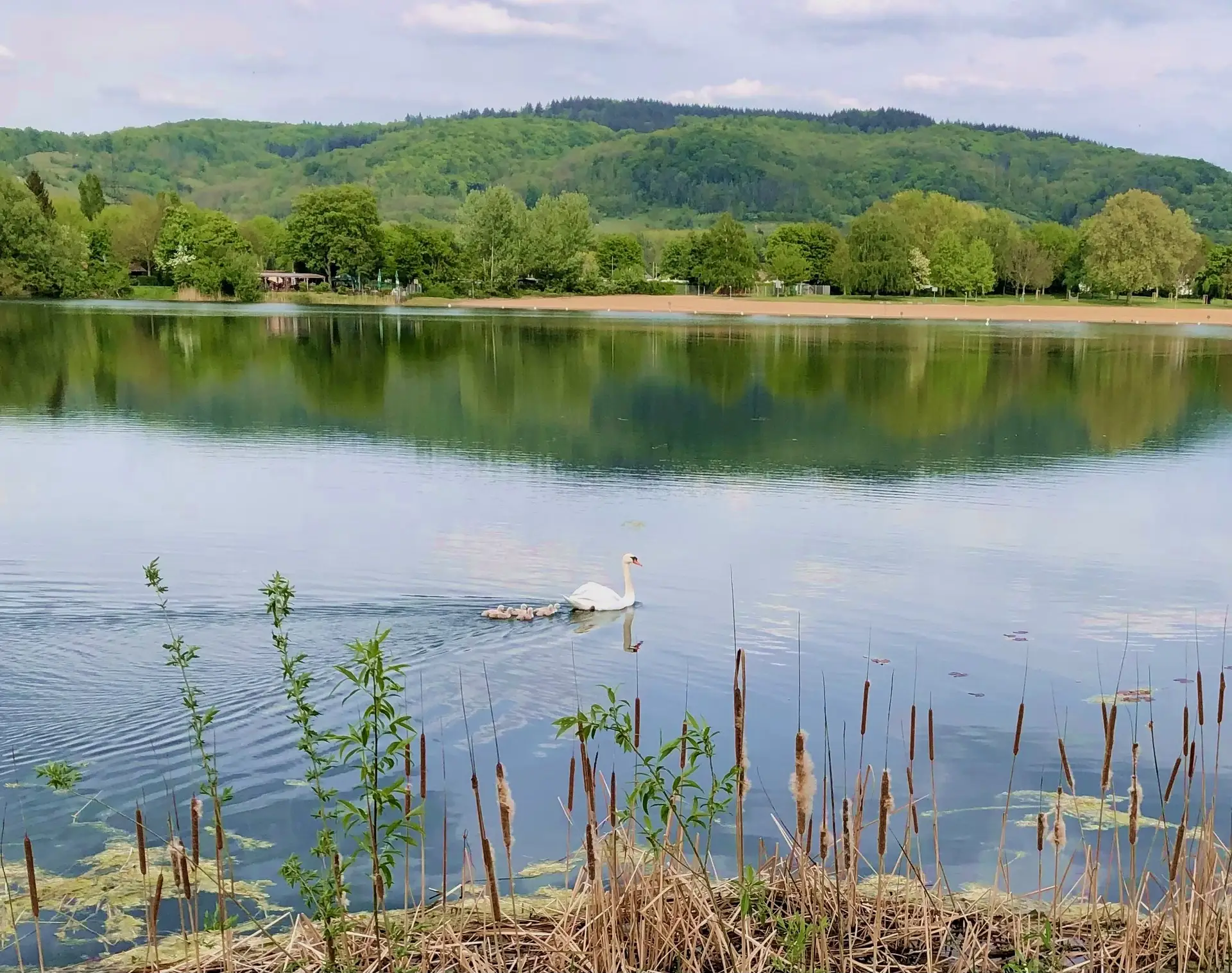 Der Wiesensee in Hemsbach lädt mit seinen grünen Flächen zum Verweilen ein.