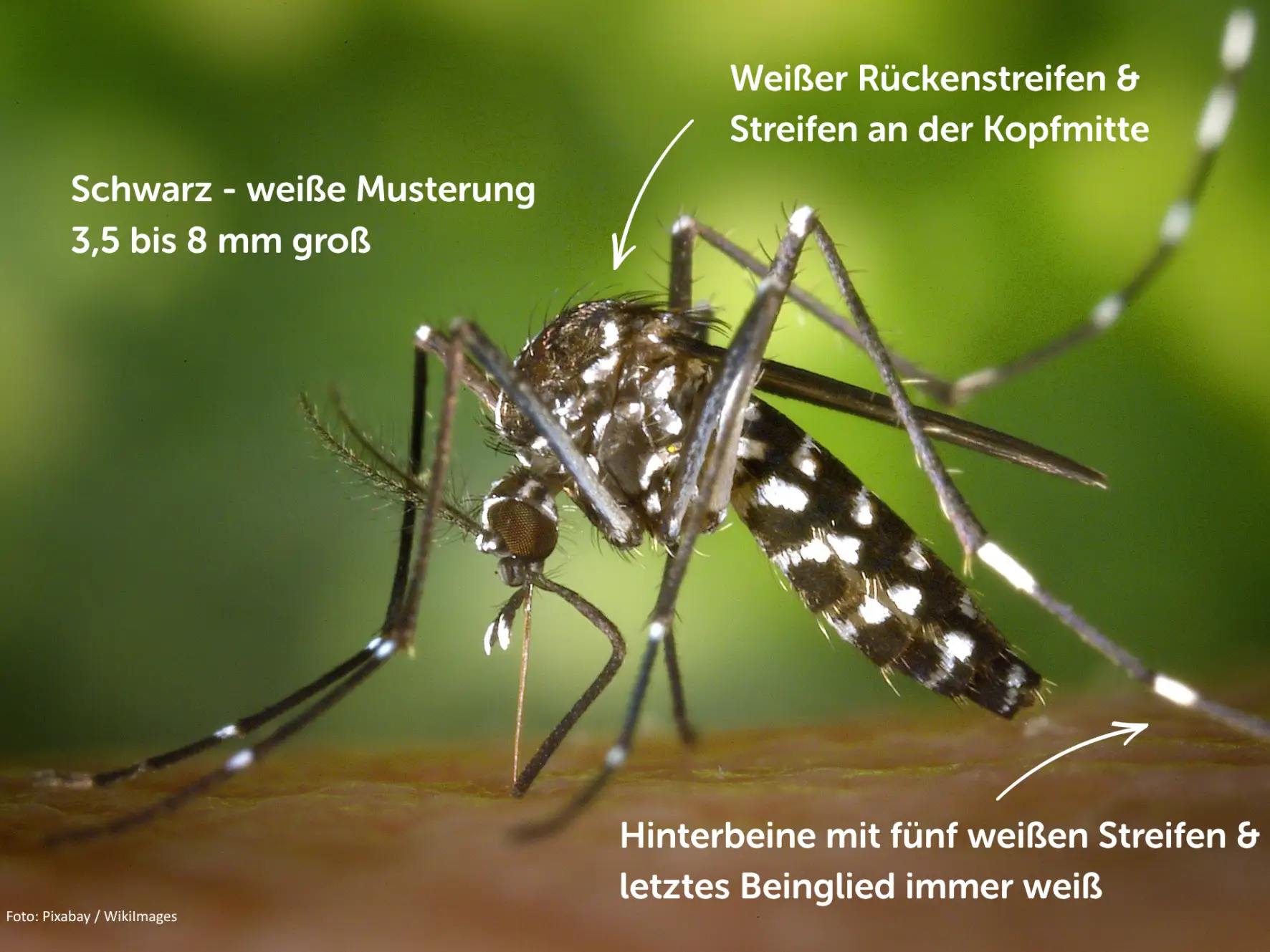 Foto einer Asiatischen Tigermücke