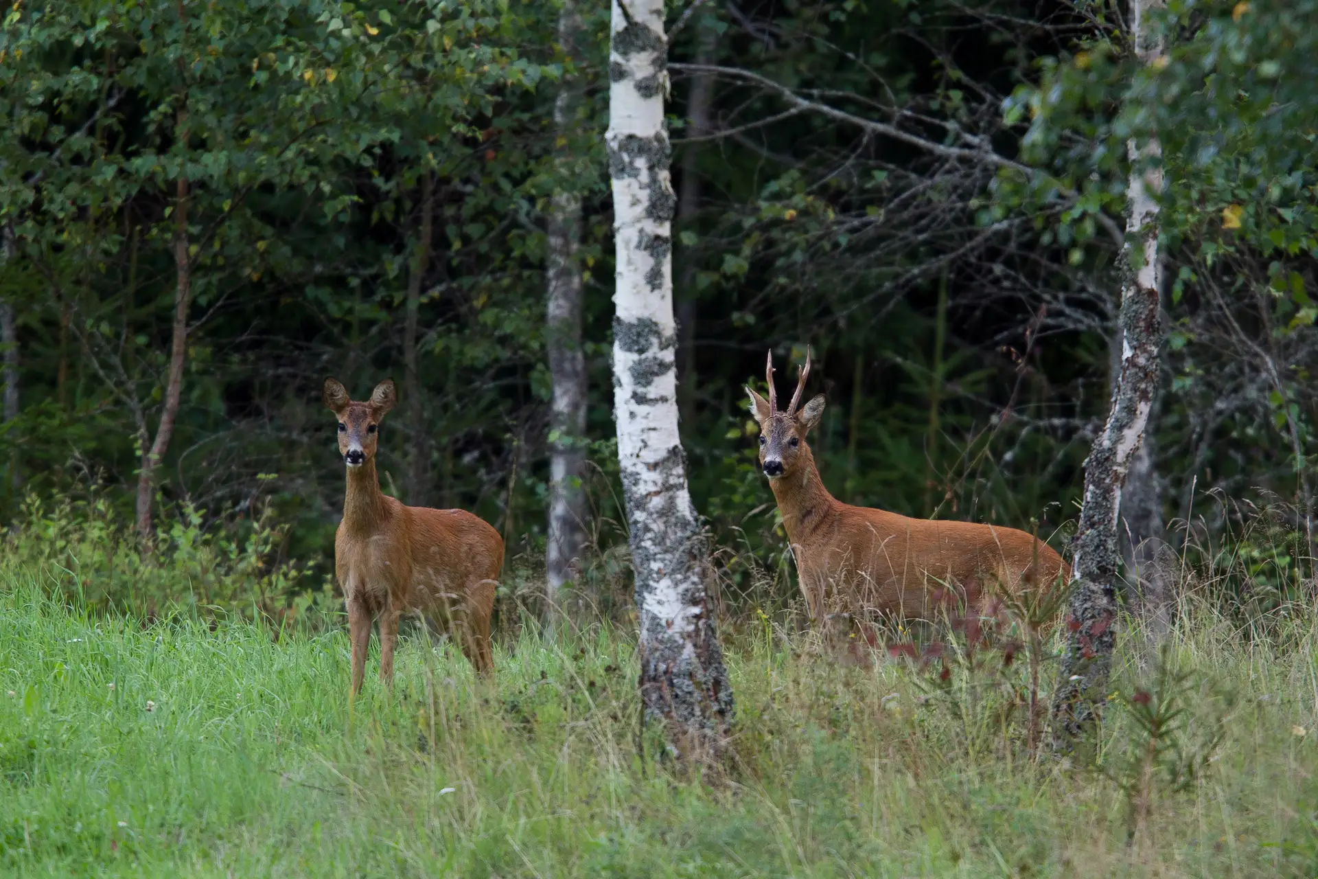 Jagdgenossenschaft Pforzheim lädt zur Jagdgenossenschaftsversammlung ein